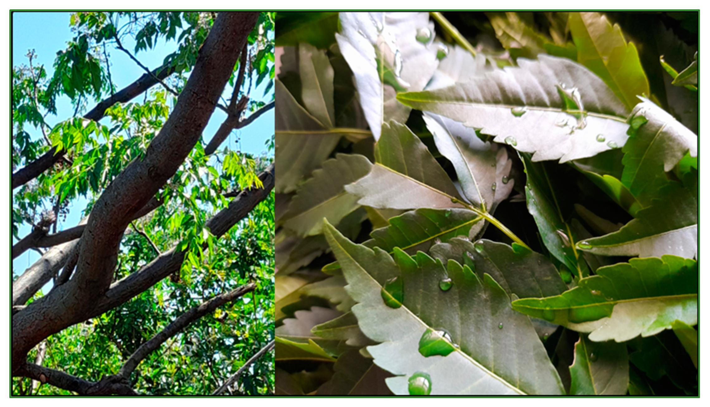 Polymers | Free Full-Text | Copolymer-Green-Synthesized Copper ...