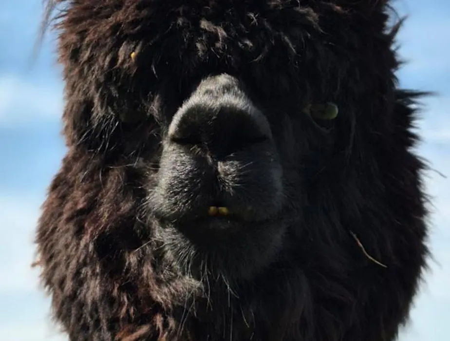 Alpaca World Friesland-1