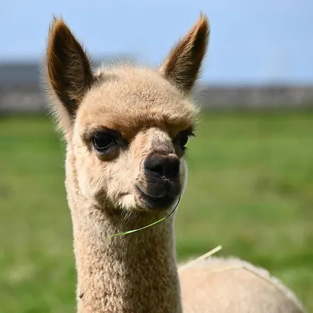 Alpaca World Friesland-2