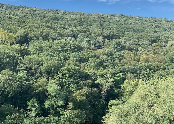 Al bosco incantato