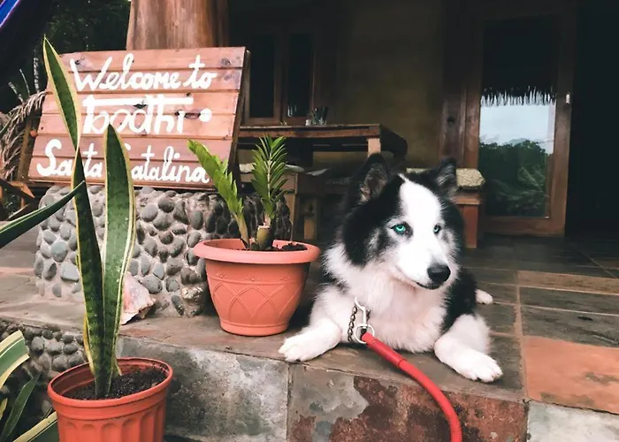 Bodhi Santa Catalina
