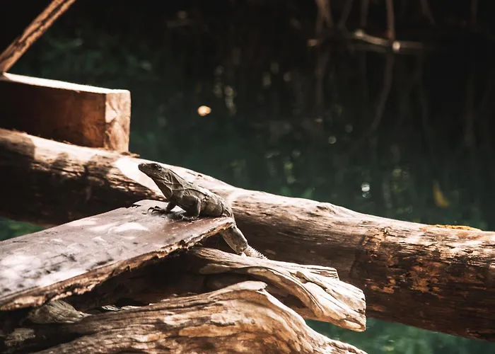 Campsite: Uman Glamping & Cenote Tulum