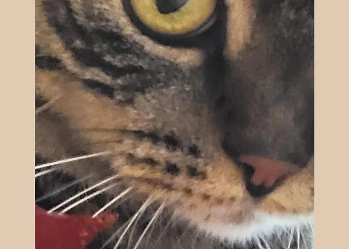 Hotel: Plug Inn Montmartre By Hiphophostels