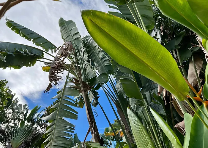 Guest house: Orchid Cottage