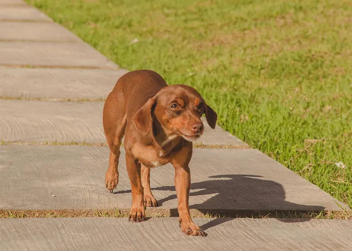 Hotel que aceita animais de estimação: Pousada Corália