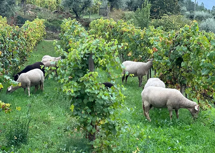 Quinta Da Moita Agroturismo