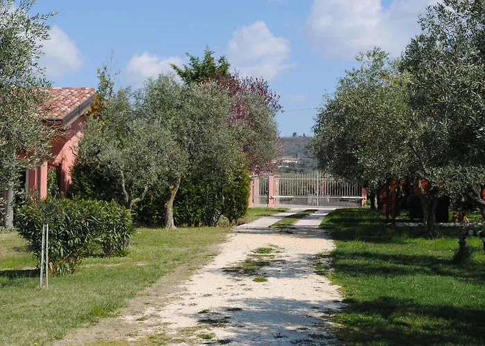  Melograno D'Oro