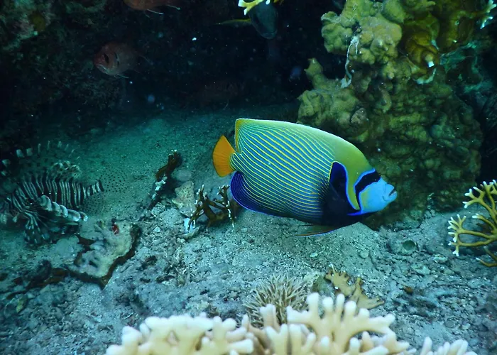 Swisstouche Marsa Alam