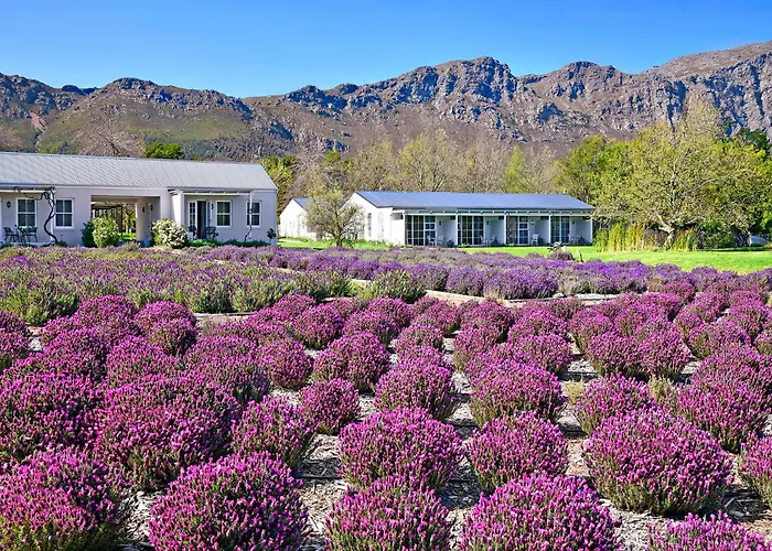 Hotels With Four Stars Lavender Farm Boutique Guest House
