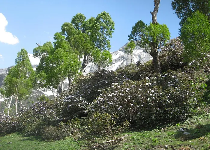 Snow Leopard Lodge