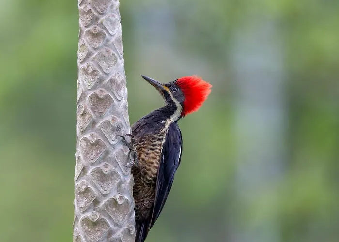 Natural Luxury Birding Lodge - Premium Birdwatching Near Cali