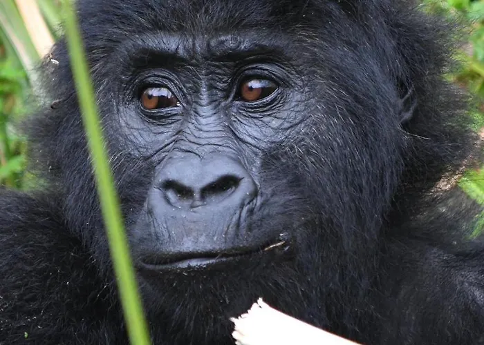 Ubucuti Gorilla Lodge