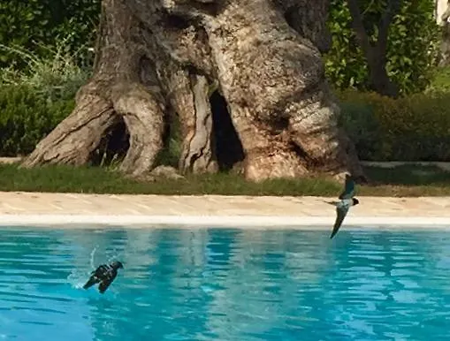 Casa vacanza: Masseria Torre Del Diamante